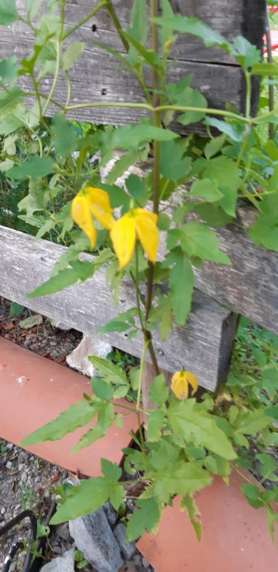 Chambre D'Hote Amitie Et Jardin Carmaux エクステリア 写真