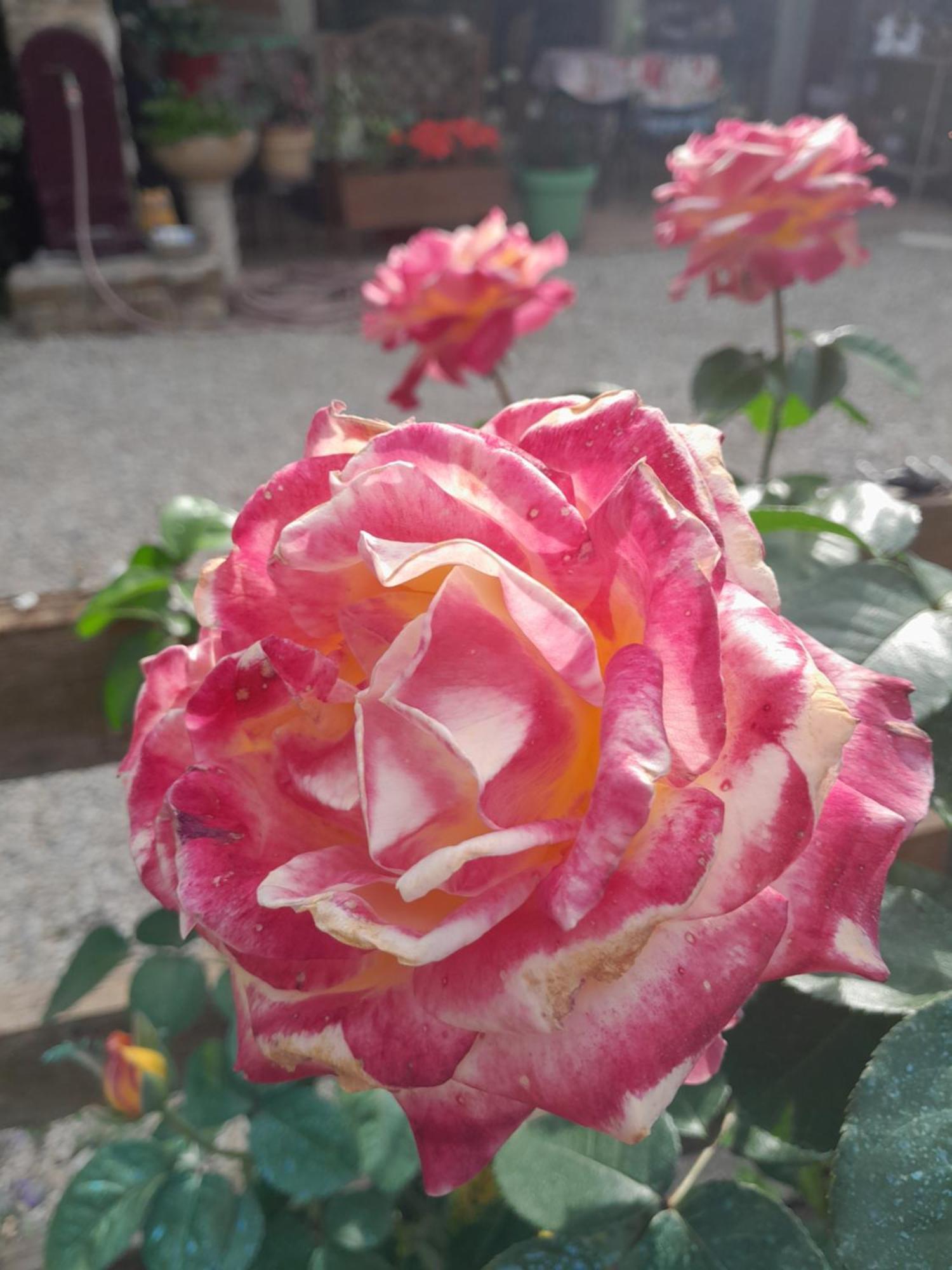 Chambre D'Hote Amitie Et Jardin Carmaux エクステリア 写真